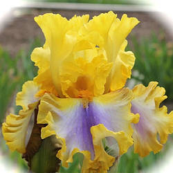 Ірис Good Morning Sunshine Гуд Монінг Саншайн (Johnson 2014) (сажники)