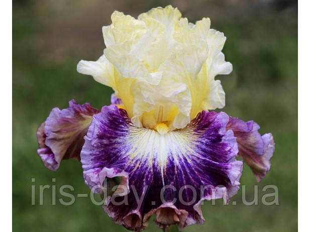 Ірис Cold Fusion Колд Фужион (Sutton 11), фото 1