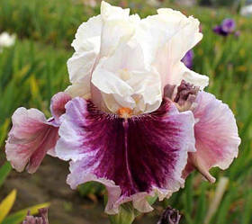 Ірис Strawberry Freeze Ставбери Фріз (Johnson 2014) (сажі)