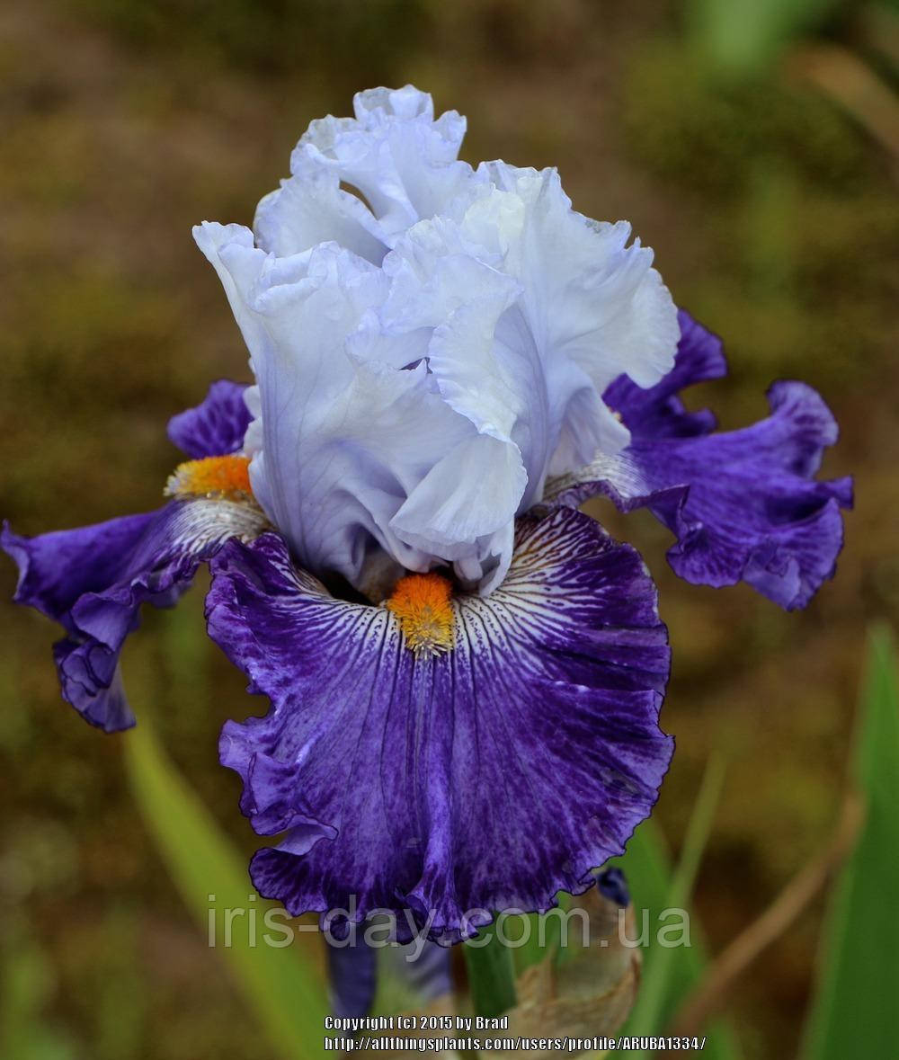 Ірис Katarina Катаріна (Blyth 2012) (сажінці), фото 1