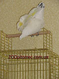 Клітка Вол'єр для папуги Жако, Корелла. 52*42*80(100), фото 2