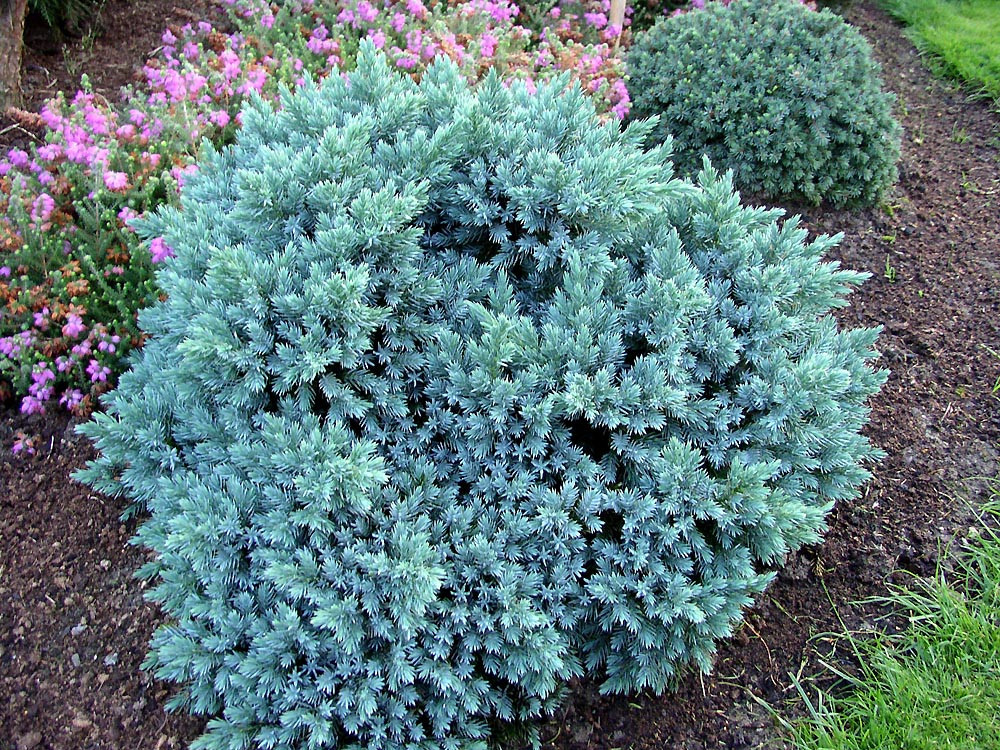 Ялівець лускатий Blue Star 5 річний, Ялівець лускатий Блю Стар, Juniperus squamata Blue Star