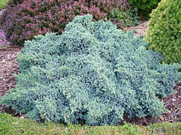 Ялівець лускатий Blue Star 5 річний, Ялівець лускатий Блю Стар, Juniperus squamata Blue Star, фото 6