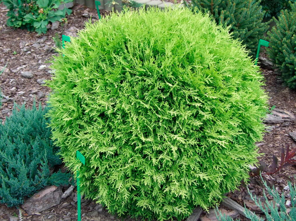 Туя західна Selena 4 річна, Туя западная Селена, Thuja occidentalis Selena