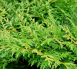 Туя західна Globosa 4 річна, Туя західна Глобоза, Thuja occidentalis Globosa, фото 6