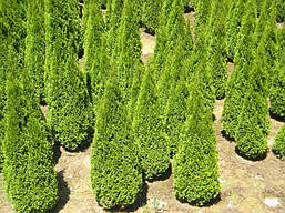 Туя західна Smaragd 5 річна 70-80см, Туя західна Смарагд, Thuja occidentalis Smaragd, фото 6
