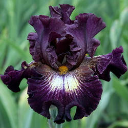 Ірис Tunnel Vision Тунел Віжєн (Keppel 2010) (сажінки)