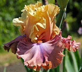 Ірис Show Your Colors Шоу E Калас (Blyth 2010) (сажінки)