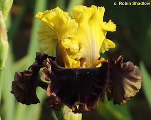 Ірис Flashinator Флешинатор (Blyth 2013) (сажники)