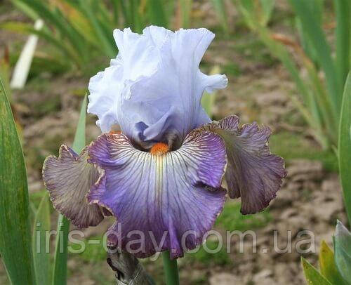 Ірис Arthouse Артхаус (Blyth 2007) (сажники), фото 1