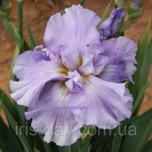 Ірис New Perspectiv Нью Перспектив (Kerr 2004) (сажниці), фото 1