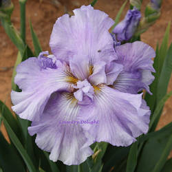 Ірис New Perspectiv Нью Перспектив (Kerr 2004) (сажниці)