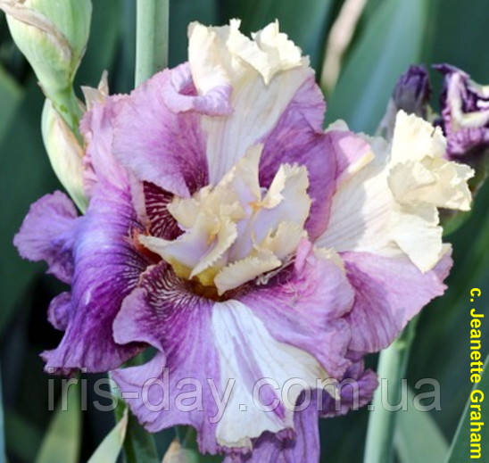 Ірис Voulez-Vous Вулез-Вус (Johnson 2015) (сажниці), фото 1