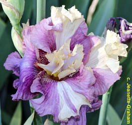 Ірис Voulez-Vous Вулез-Вус (Johnson 2015) (сажниці)