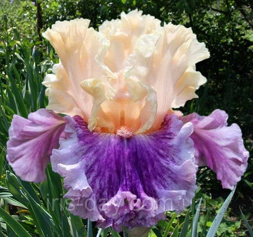 Ірис Crowned in Glory Кроунід Інт Глорі (Johnson 2014) (сажниці), фото 1