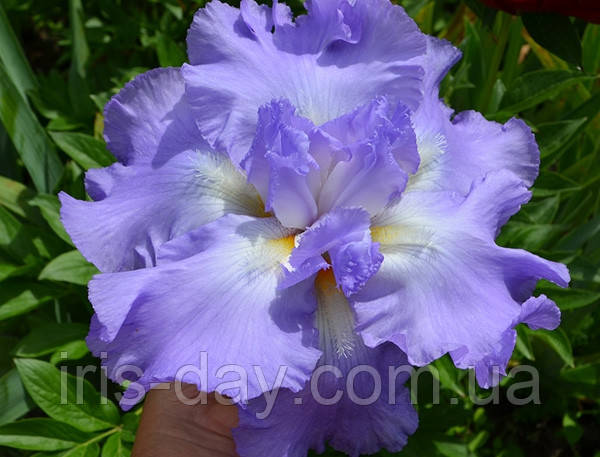 Ірис Six Pack Секс Пак (Slade 1984) (Саженці), фото 1