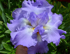 Ірис Six Pack Секс Пак (Slade 1984) (Саженці)