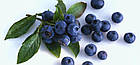 Джем із чорниці Zuegg Mirtilli Neri 50% вмісту фруктів, 320 г., фото 3