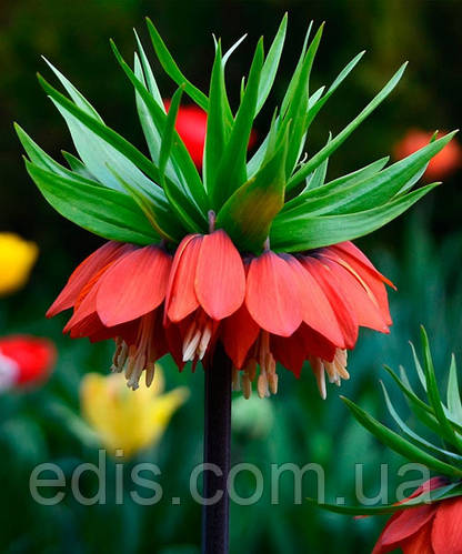 Рябчик императорский Rubra Maxima (фрітіларія, Царская корона ...