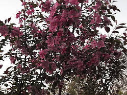 Яблуня "Royalty"