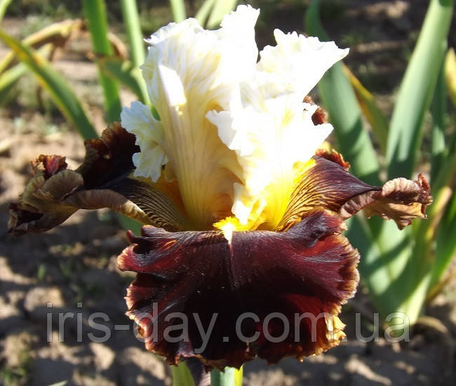 Ірис Diamonds and Rubies Діамонд Енд Рубієс (Blyth 2014) (сажниці), фото 1