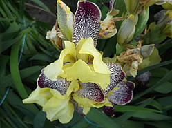 Ірис бородатий жовто-фіолетовий (саджанці)