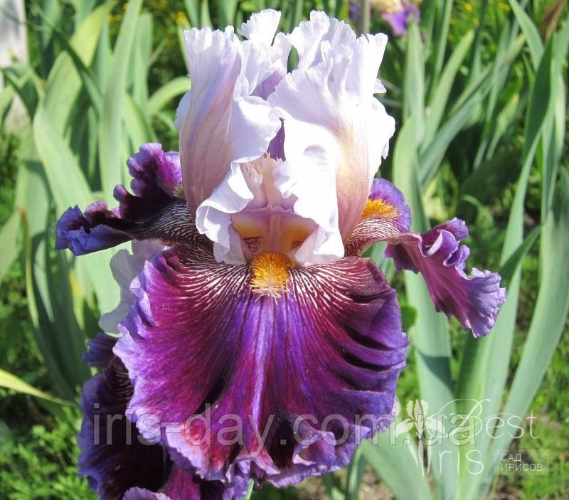 Ірис Megarich Мегарич (Blyth 2012) (сажінки), фото 1