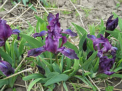 Ірис бородатий мініатюрний (саджанці)