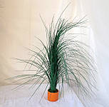 Осока, великий Фонтан, висота 110 см, заливка трава, фото 3