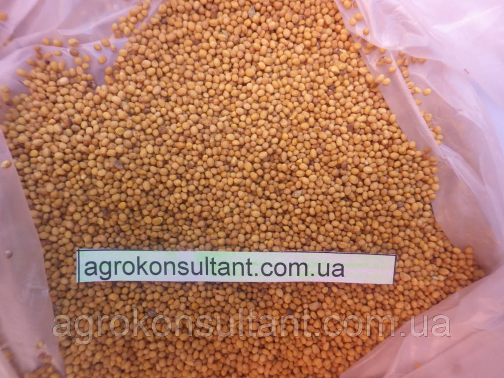 Семена Горчица желтая — сидератная культура 1 кг семена горчицы .