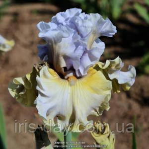 Ірис Sergey Сергій (Johnson 2016) (сажінки), фото 1