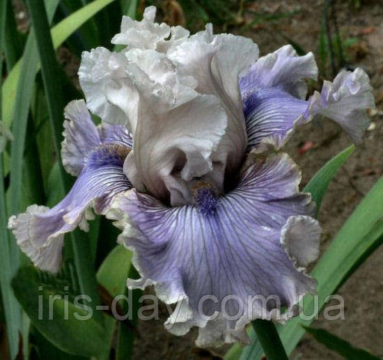 Ірис Haunted Heart Хаунтид Хат (Keppel 2010) (сажниці), фото 1