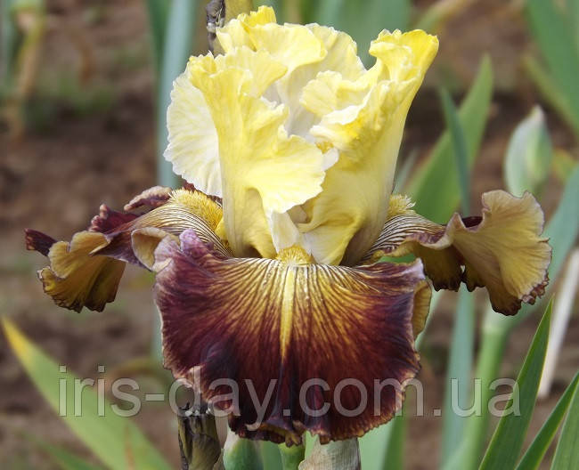 Ірис Gatekeeper Гейткипе (Blyth 2012) (Саженці), фото 1