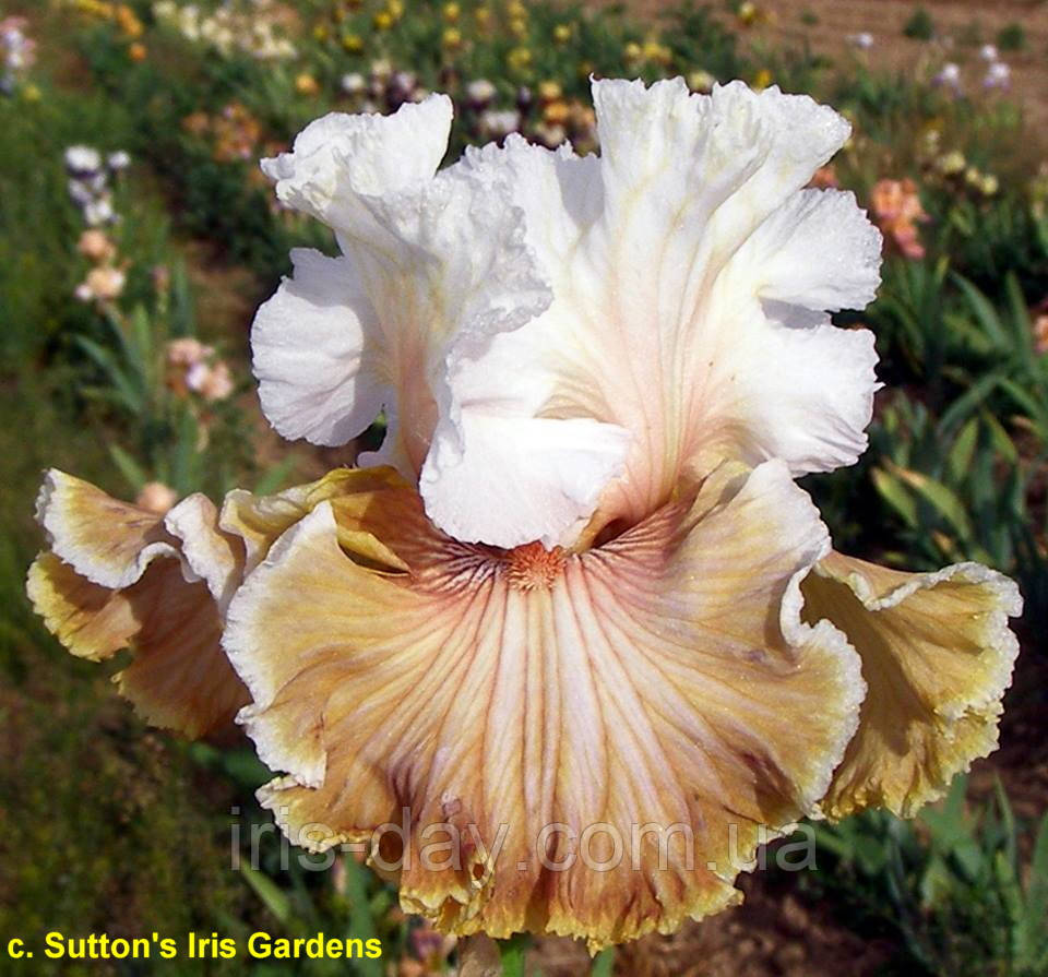 Ірис Caramel Macchiato Карамель Мачіато (Sutton 2016) (сажники), фото 1