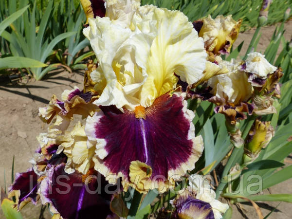 Ірис Twilight Rhapsody Твайлайт Рапсоді (Johnson 2016) (сажники), фото 1