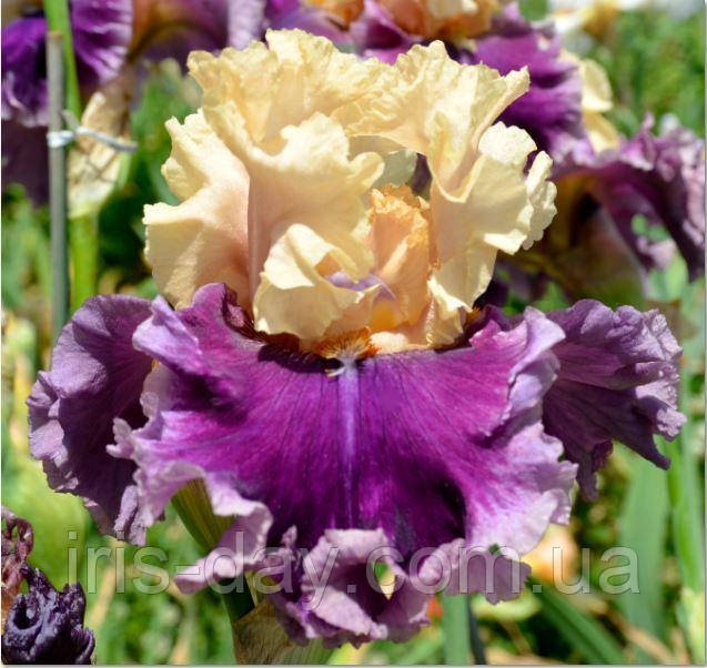 Ірис Roaring Twenties Роарін Твентіс (Keppel 2009) (сажниці), фото 1