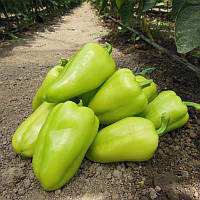 Амаретта F1, (500 нас.) насіння перцю солодкого Enza Zaden