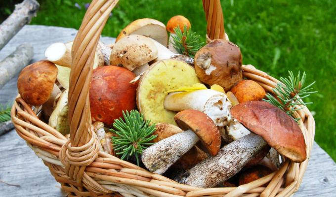 Грибна пора. Користь в кошику і не тільки