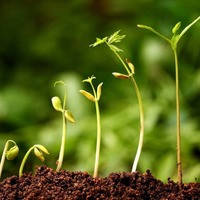 Стимулятори росту рослин широкого спектру