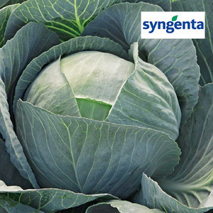 ЛЕКСІКОН F1 / LEKSIKON F1, 2500 сем — капуста білочена, Syngenta (2018 г)