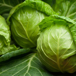 ДЖЕТОДОР F1 / JETODOR F1, 2500 насіння — капуста білочена, Syngenta