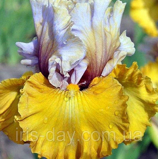 Ірис Pirate Queen Пірат Квін (Blyth 2012) (сажниці), фото 1