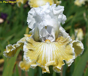 Ірис Baby I Love You Бейбі Ай Лав Ю (Black 2012) (сажниці)