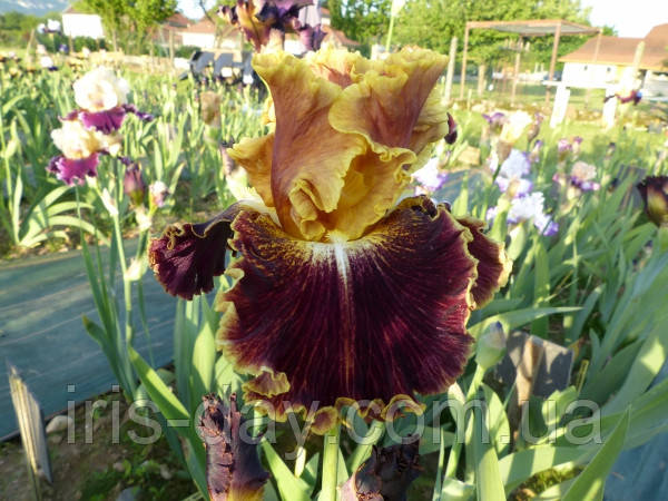 Ірис Volcfnic Glow Волканік Глоу (Keppel 2012) (сажниці), фото 1