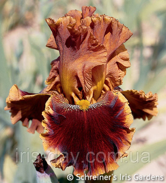 Ірис Copatonic Копатонік (Blyth 1994) (сажінки), фото 1