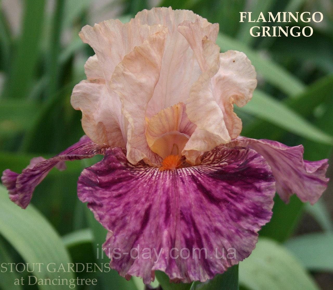 Ірис Flamingo Gringo Флемінго Грінго (Kasperek 2008) (сажниці), фото 1