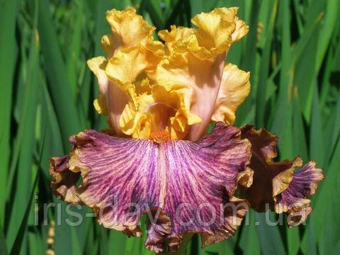 Ірис Fruit Stripe Фруїт Страйп (Sutton 2009) (сажниці), фото 1