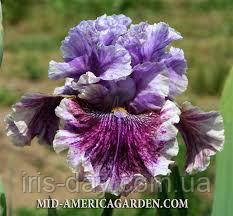 Ірис I Broke It Ай Брок Іт (Black 2018) (сажінки), фото 1