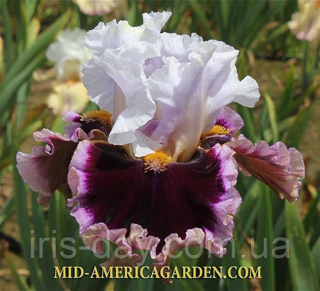 Ірис When Doves Cry Вен Давес Край (Johnson 2018) (сажники), фото 1