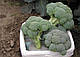 Насіння капусти броколі Айронмен F1/Ironman F1 2500 насіння Seminis , фото 8